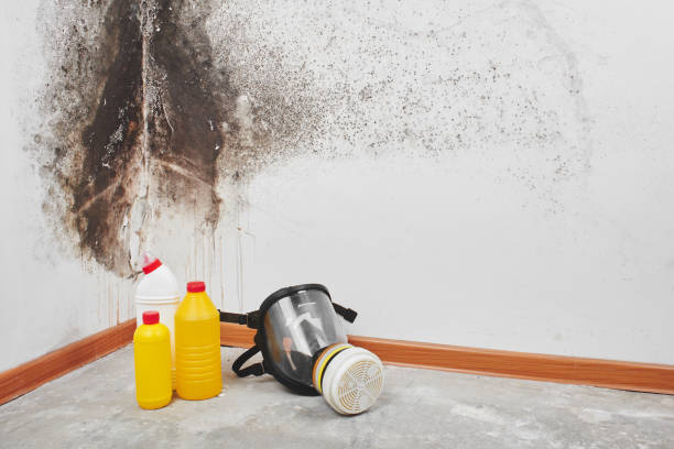 Best Mold Remediation for Schools in Maud, TX