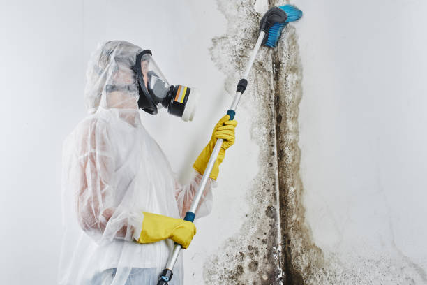 Best Insurance-Related Mold Remediation in Maud, TX