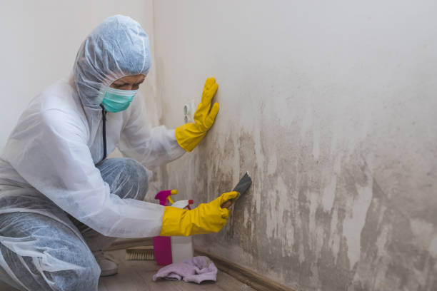Best Bathroom Mold Remediation in Maud, TX