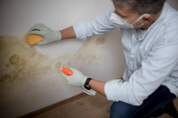 Best Mold Remediation for Specific Building Types in Maud, TX