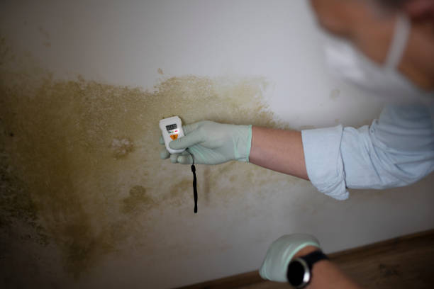 Best Mold Remediation for Schools in Maud, TX