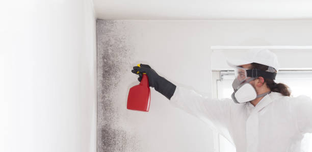 Best Commercial Mold Remediation in Maud, TX