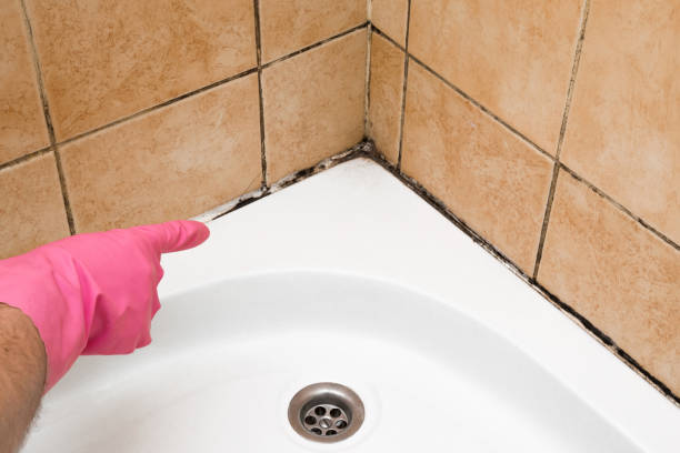 Best Residential Mold Remediation in Maud, TX